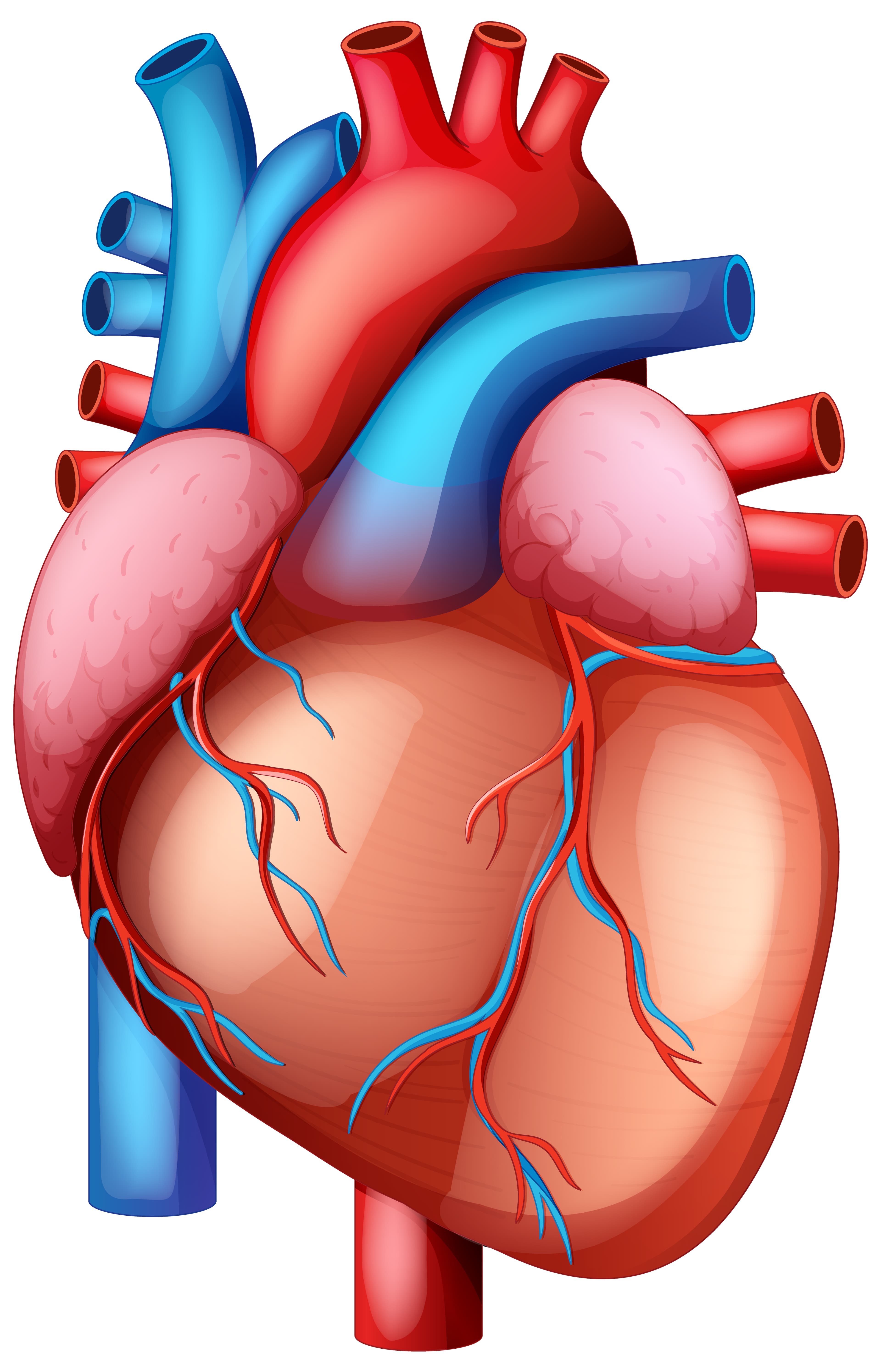 Cardiac Surgery